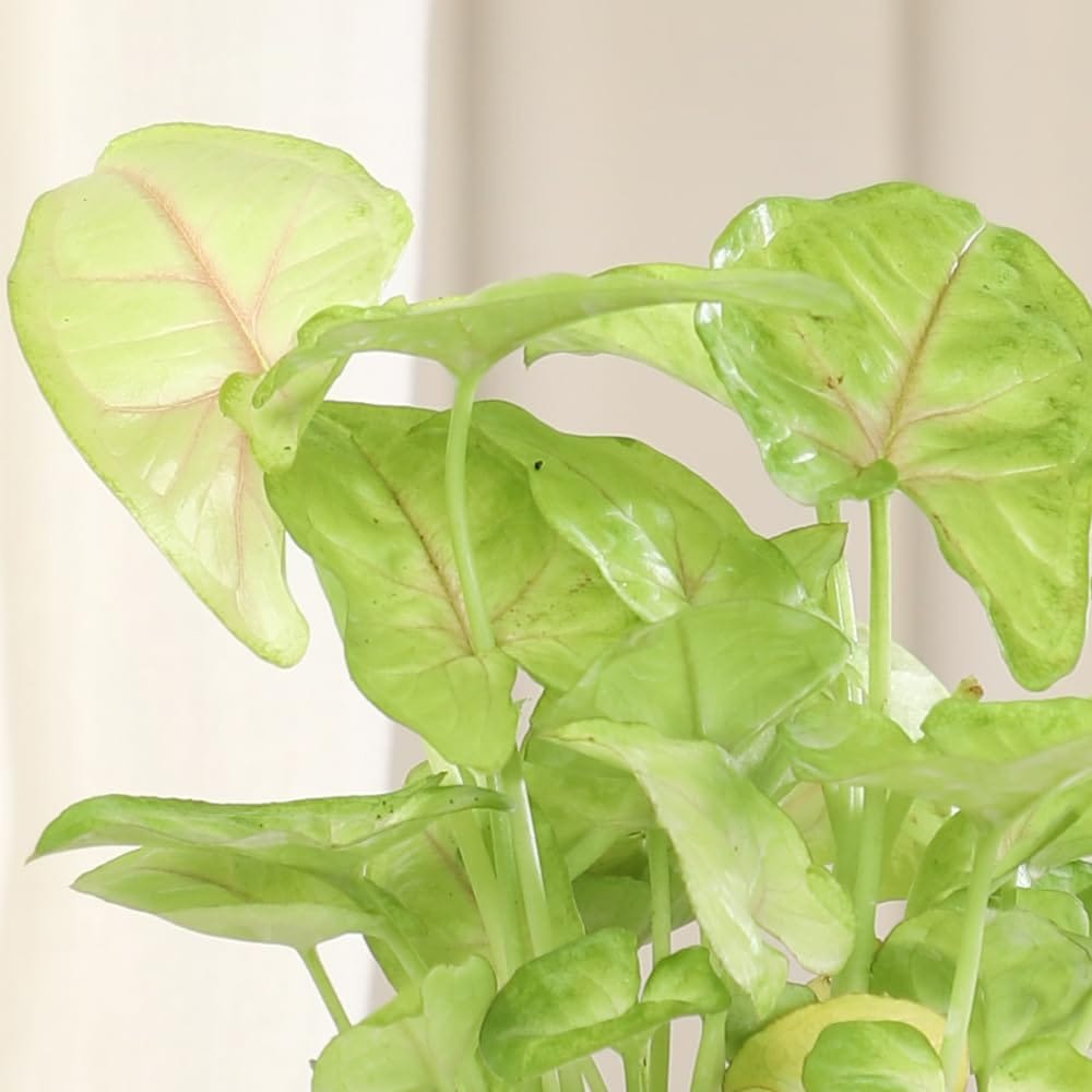 Nurturing Green® Combo of 3 Plants (Pink Vein Syngonium, Jade & Money Plant Njoy) in Ivory Self Watering Plastic Pot | Low Maintenance Indoor Plants For Living Room - Image 3