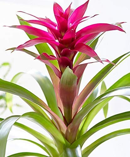 The Plant Paradise Guzmania Freya Bromeliad Rare Plants for Indoor & Outdoor Decoration with Plants - Image 2